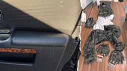 Suspects convicted for insurance fraud after staging costume bear attacks in luxury vehicles caught on camera