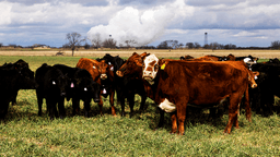 Cattle herd ‘fix’ is taking years longer than predicted, CEO warns amid historic beef shortage